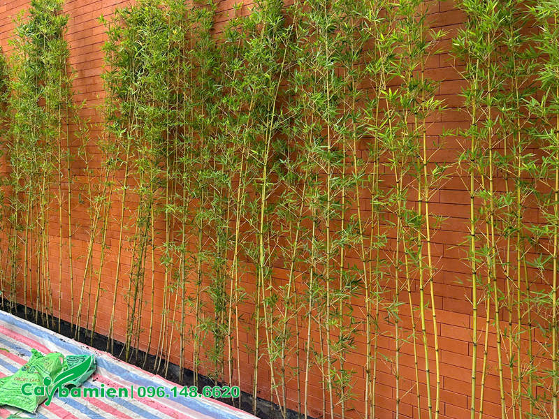 Khoảng cách trồng cây trúc quân tử làm hàng rào dọc theo bờ tường bao