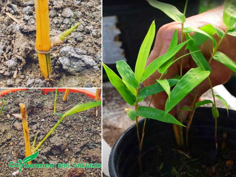 Cách nhân giống cây Trúc Quân Tử bằng phương pháp giâm cành