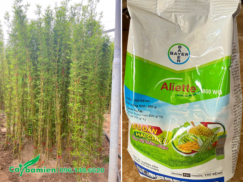 Chăm sóc cây giống Trúc Quân Tử