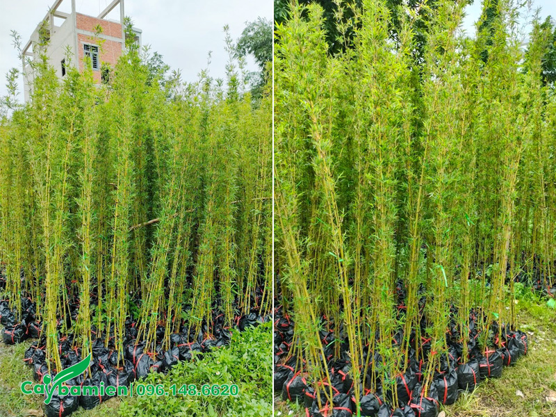 Vườn cây giống Trúc Quân Tử, cây được nhân giống bằng phương pháp tách bụi