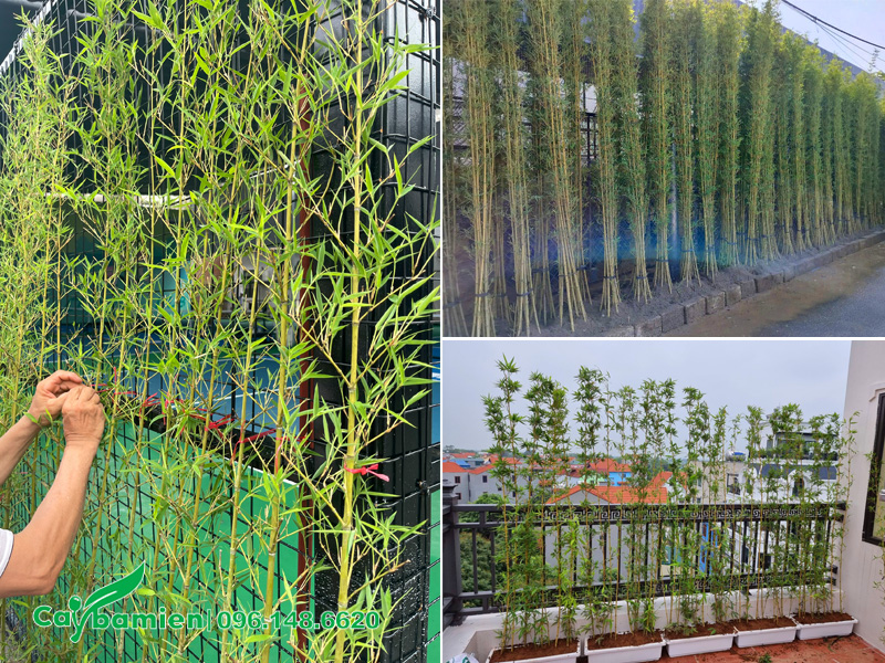 Tiến hành trồng cây trúc quân tử làm hàng rào cho khuôn viên nhà ở