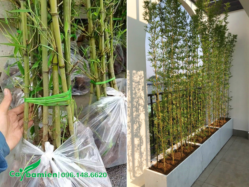 Hướng dẫn cách nhân giống cây Trúc Quân Tử bằng phương pháp tách bụi