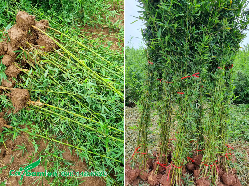 Sắn bầu, tách bụi cho cây Trúc Quân Tử