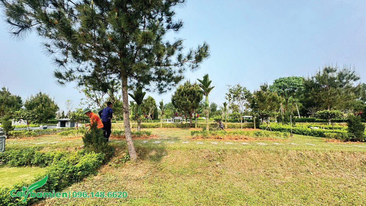 Trồng cây tâm linh phù hợp cho khu lăng mộ