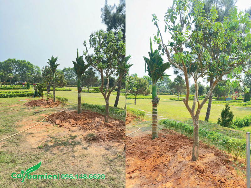 Cây bưởi xanh mát cùng hoa thơm nhẹ được trồng gần nghĩa trang 