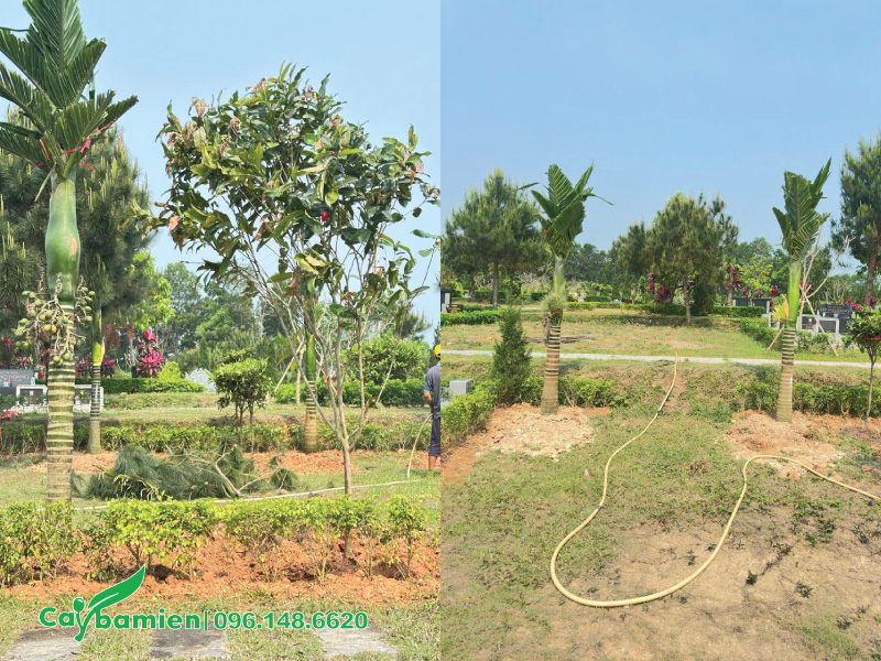 Trồng cây cau dáng thẳng trấn trạch tại nghĩa trang