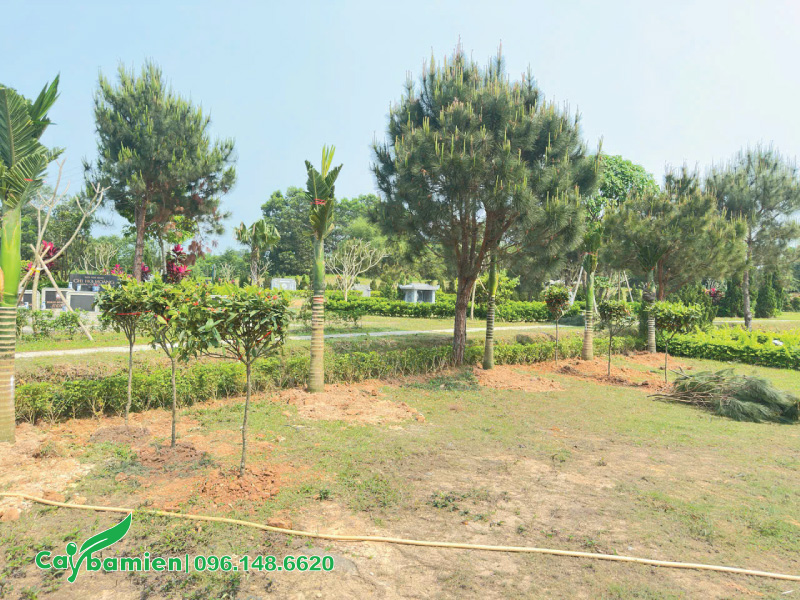 Trồng cây xanh cho khu lăng mộ thêm mát mẻ