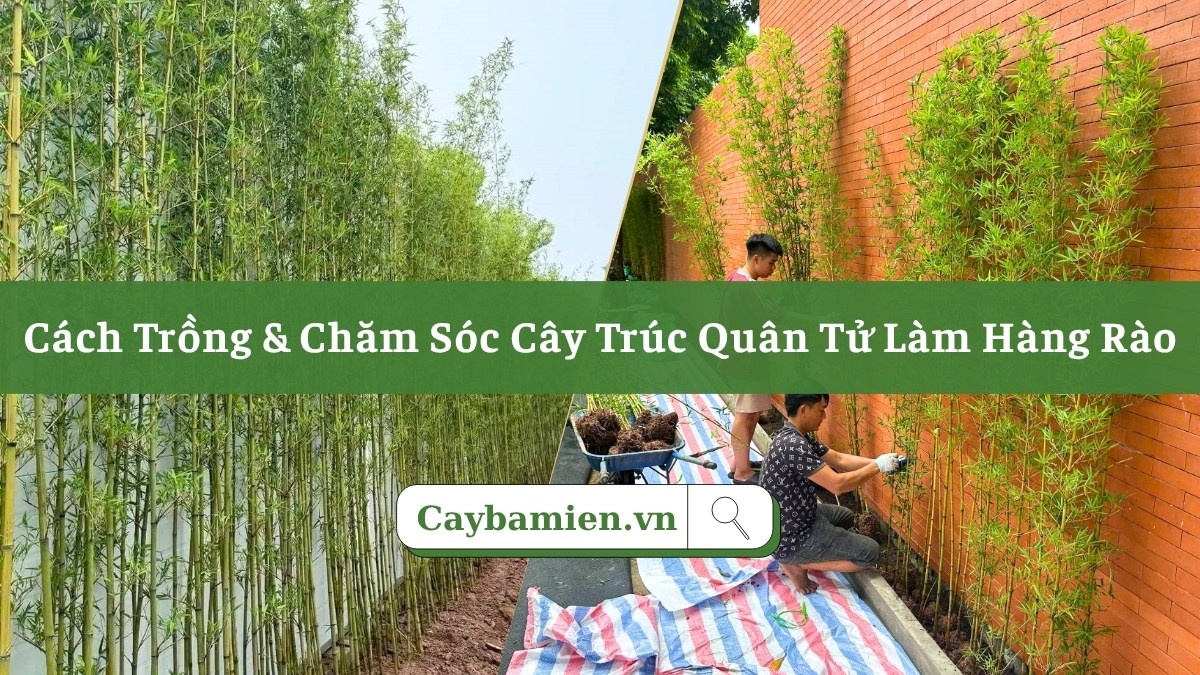 Hướng dẫn chi tiết kỹ thuật trồng cây trúc quân tử làm hàng rào