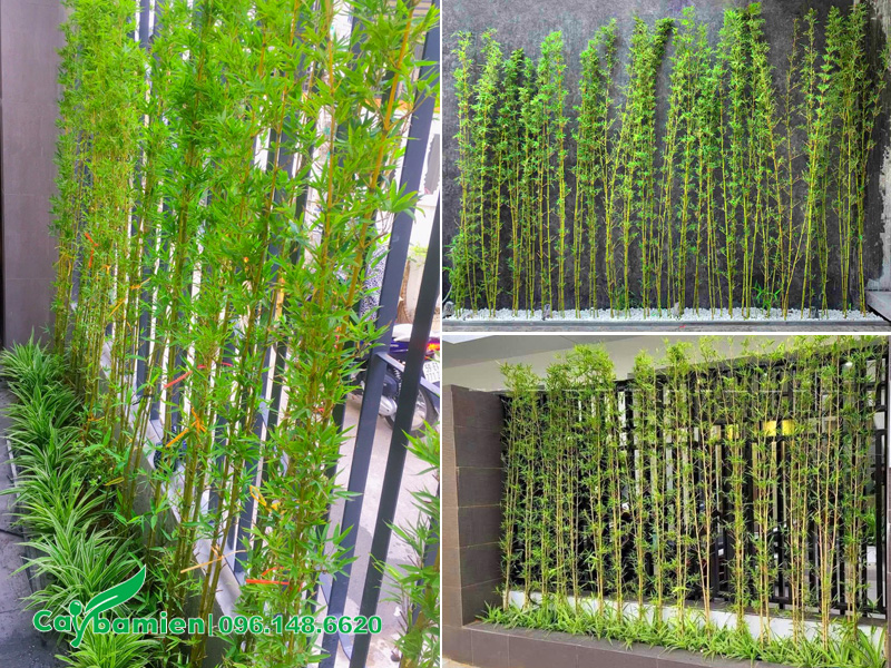 Vị trí trồng cây Trúc Quân Tử dọc theo hàng rào, bờ tường công trình