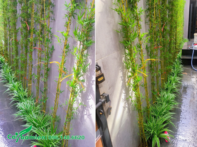 Trồng cây trúc quân tử làm hàng rào cho sân vườn biệt thự