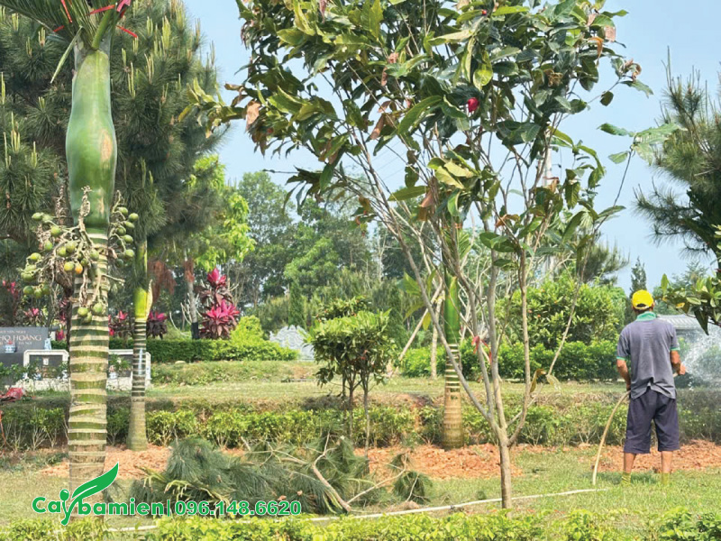 Chăm sóc và tưới nước ban đầu cho cây