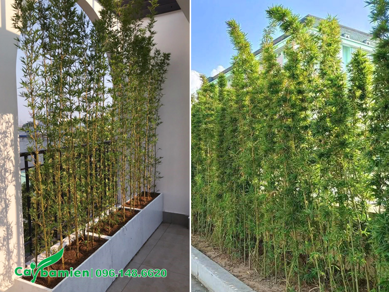 Hàng rào trúc quân tử trồng sân thượng và vách ngăn xanh công trình