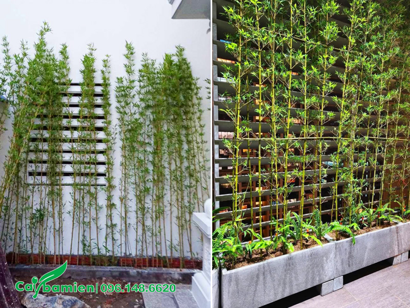 Trồng cây Trúc Quân Tử ở vị trí góc sân khuất sáng