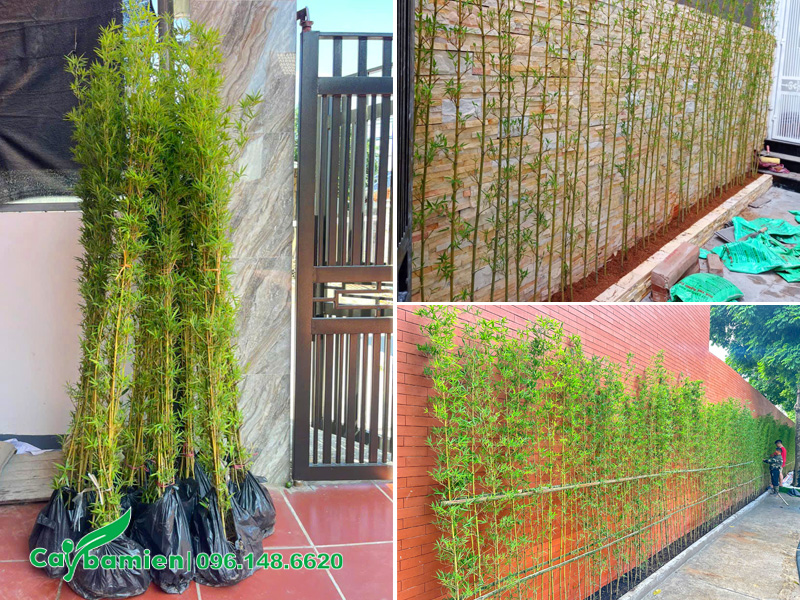 Trồng cây Trúc Quân Tử dọc theo tường dào trước cổng và sân biệt thự