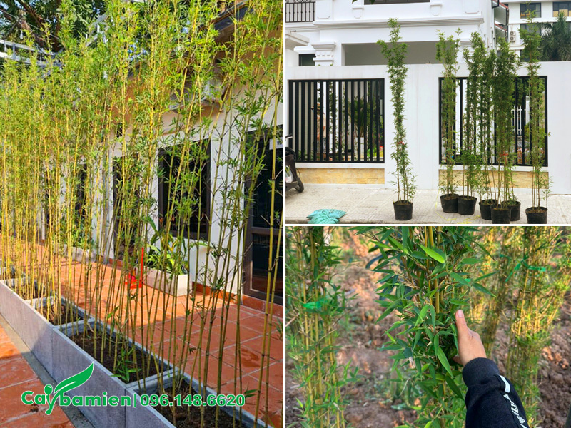 Cây Trúc Quân Tử trồng dọc lối đi trong khuôn viên sân vườn, resort