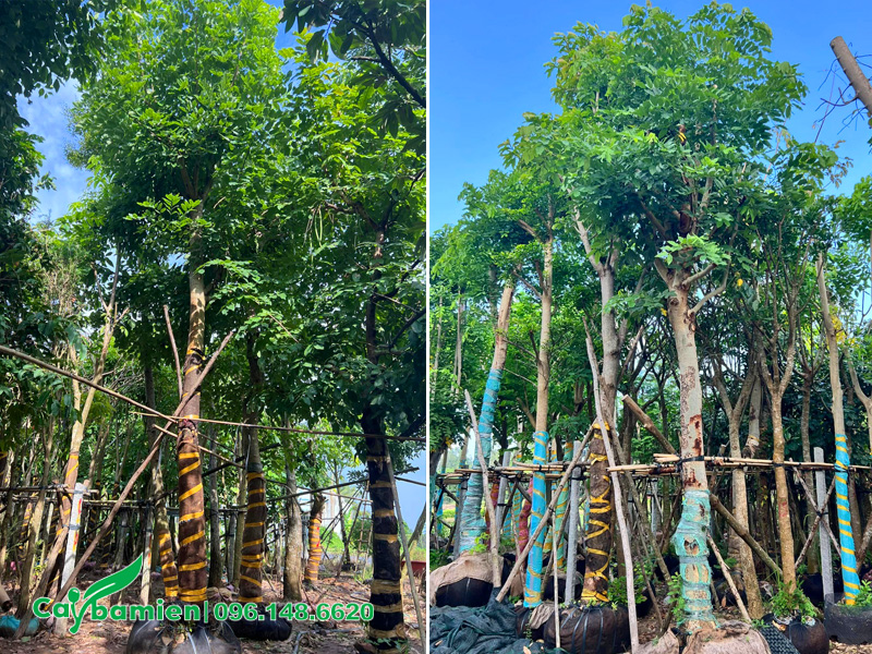 Vườn dưỡng ủ cây muồng hoàng yến công trình đường kính gốc 15 - 20cm