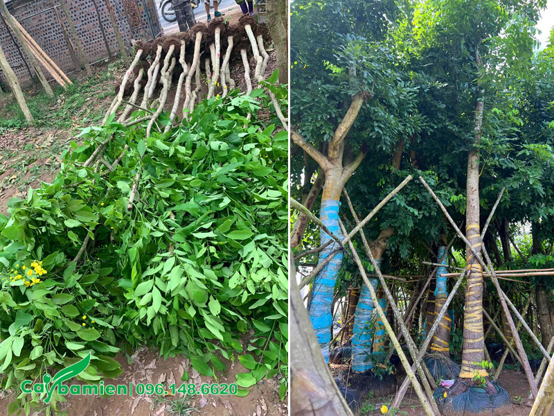 Bán cây muồng hoàng yến công trình, chiều cao 4 - 5m
