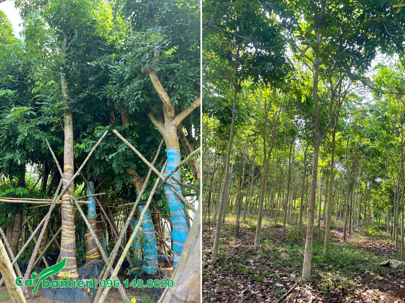 Cây muồng hoàng yến trồng trước nhà, kích thước đa dạng