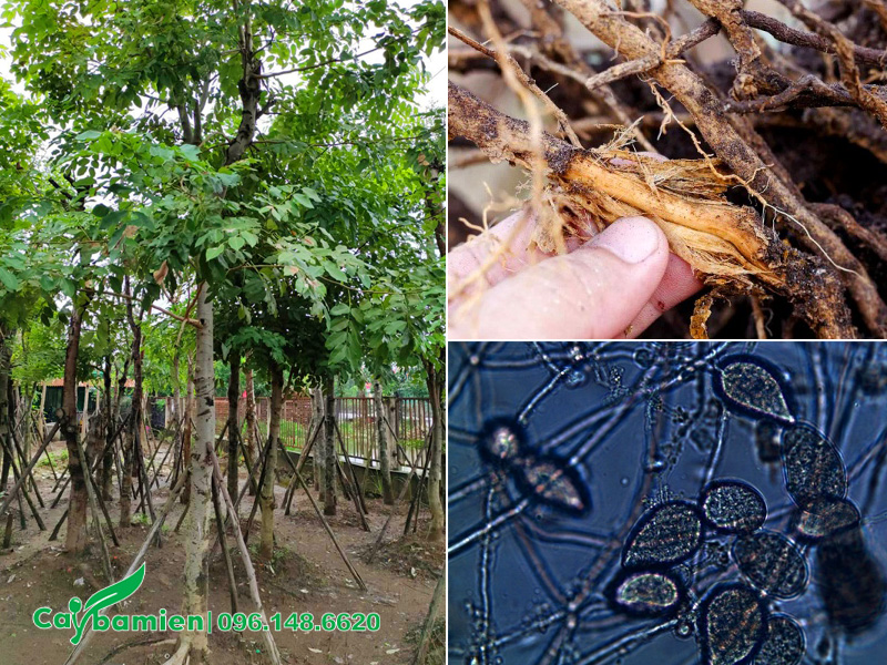 Cây muồng hoàng yến bị nấm tấn công gây thối rễ