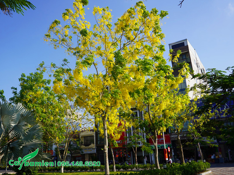 Cách phòng trừ sâu bệnh để cây muồng hoàng yến nở hoa nhiều và đẹp hơn