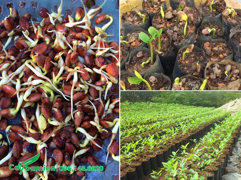 Cách gieo hạt cây hoa muồng hoàng yến