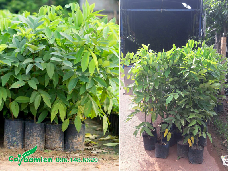 Cách gieo hạt cây muồng hoàng yến, cây giống đã đạt điều kiện xuất vườn