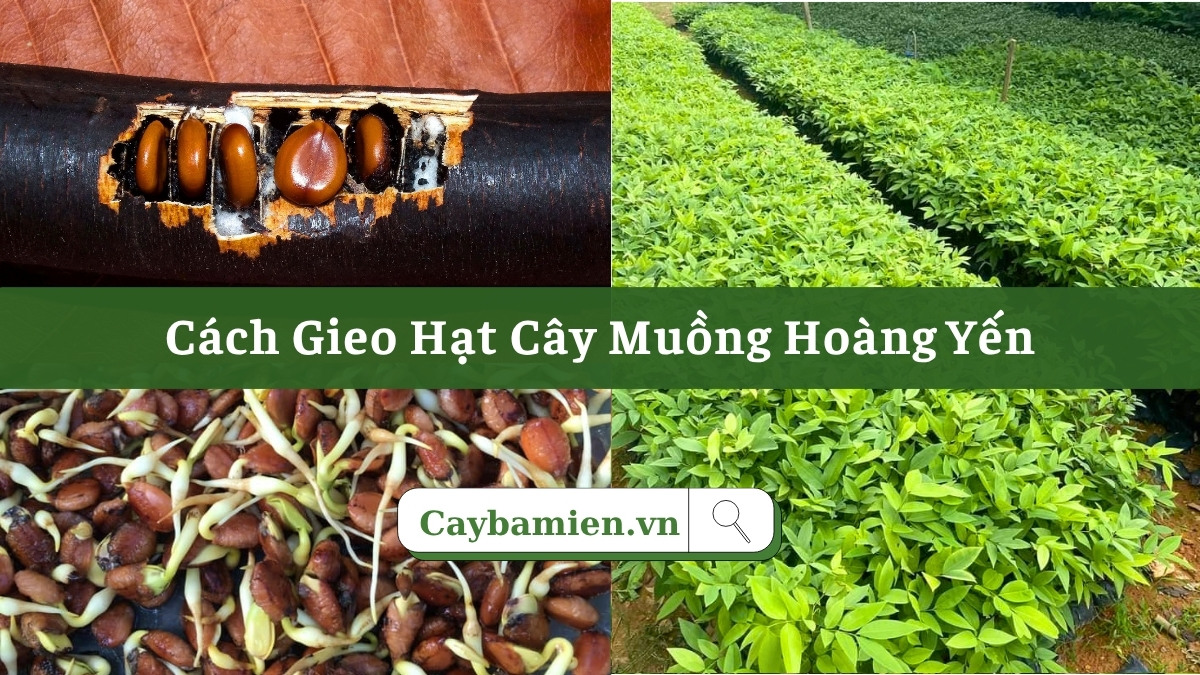 Hướng dẫn cách gieo hạt cây muồng hoàng yến chuẩn kỹ thuật