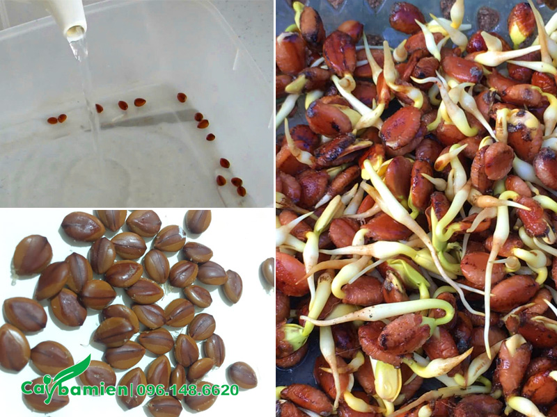 Hạt giống cây muồng hoàng yến đã ra rễ trắng