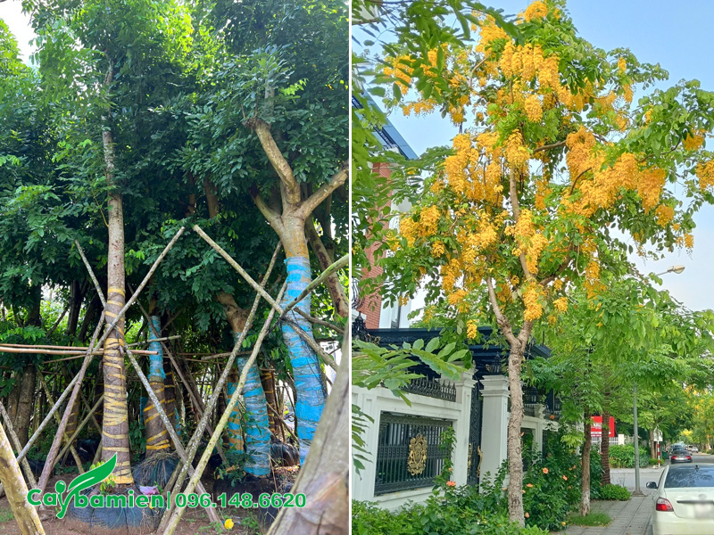 Cung cấp cây muồng hoàng yến khỏe đẹp, sạch sâu bệnh