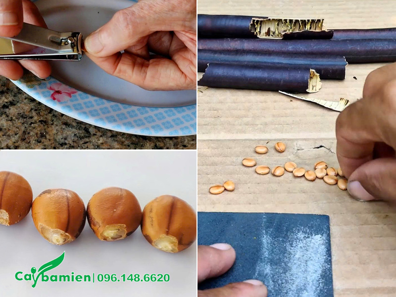 Bấm vỏ hoặc mài bớt vỏ cứng trước khi gieo trồng