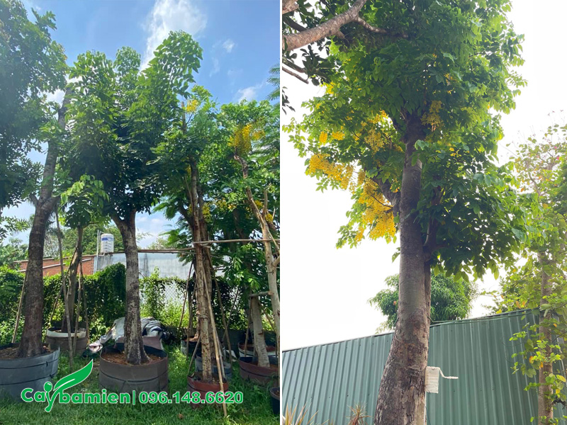 Cây muồng hoàng yến trồng trước nhà đã cắt tỉa gọn gàng