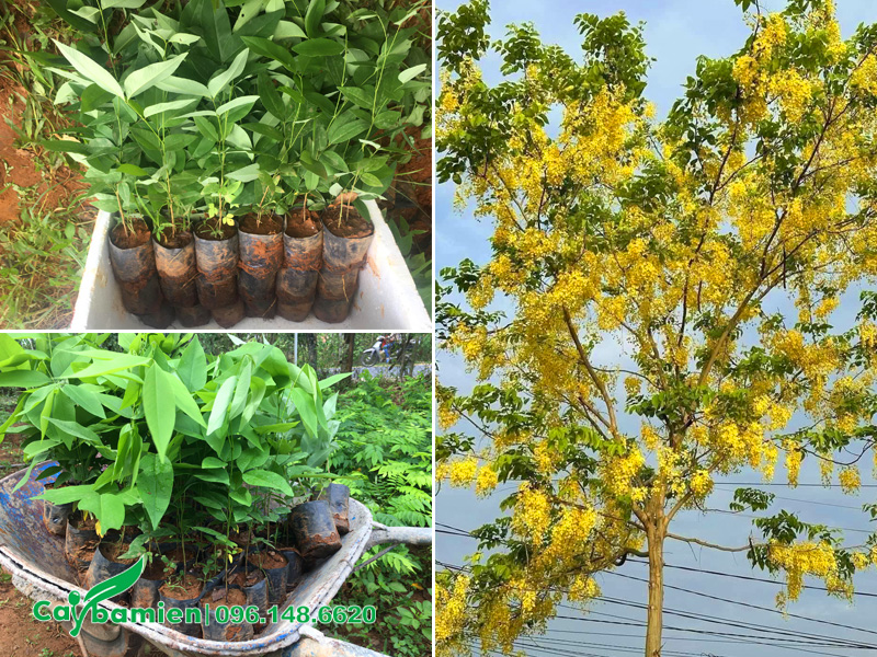 Cây giống muồng hoàng yến cao 30cm đạt điều kiện xuất vườn