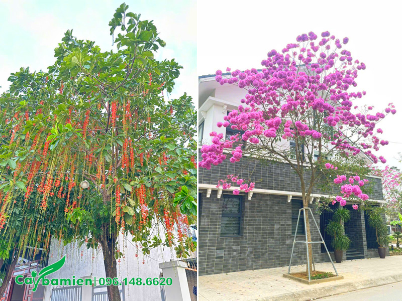 Cây thay thế muồng hoàng yến trồng trước nhà