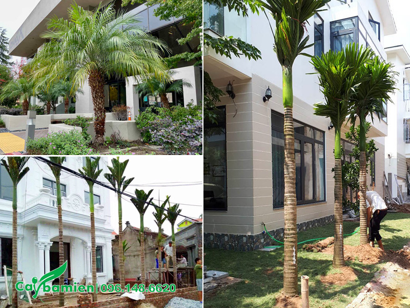 Hàng cau cảnh trồng trước nhà