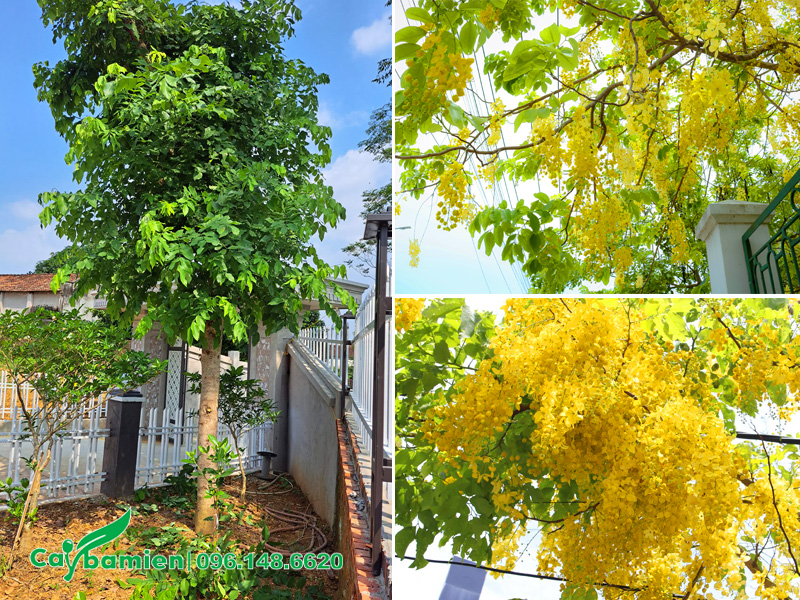 Trồng cây muồng hoàng yến trước cổng nhà
