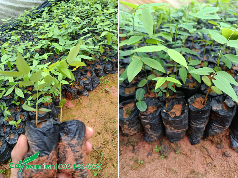 Tiến hành đảo bầu cho cây giống muồng hoàng yến có 4 - 5 cặp lá