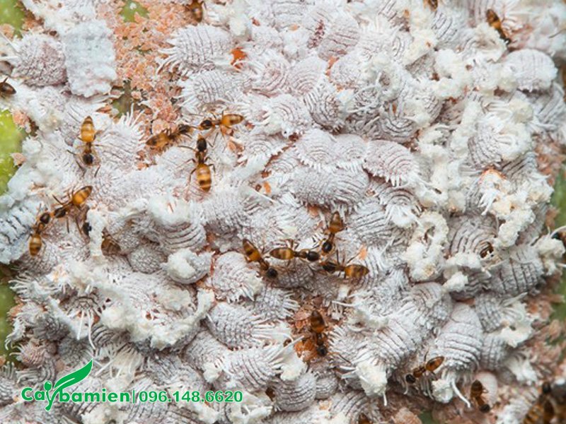 Rệp sáp phá hoại cây muồng hoàng yến công trình