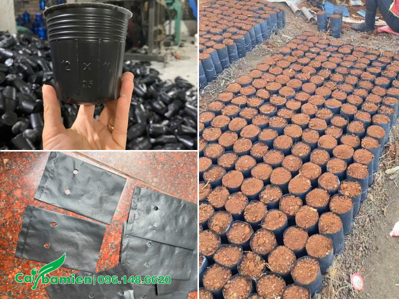 Đóng túi bầu để gieo hạt cây muồng hoàng yến công trình