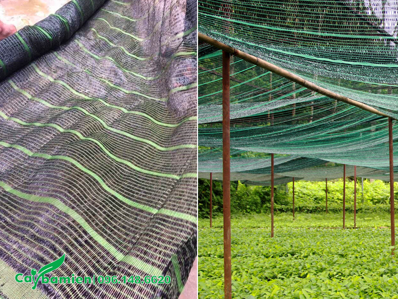 Máu che lưới cho vườn ươm cây muồng hoàng yến giống