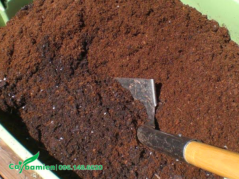 Giá thể đất để ươm hạt cây muồng hoàng yến