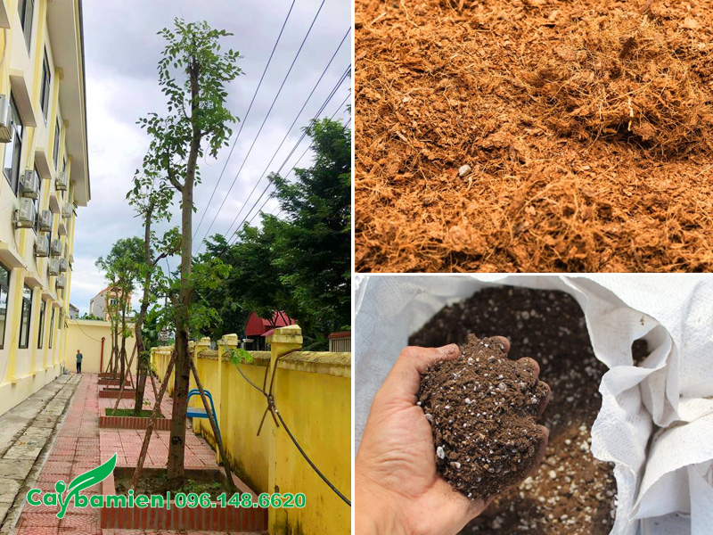 Trồng cây muồng hoàng yến bằng giá thể hữu cơ, giàu dinh dưỡng