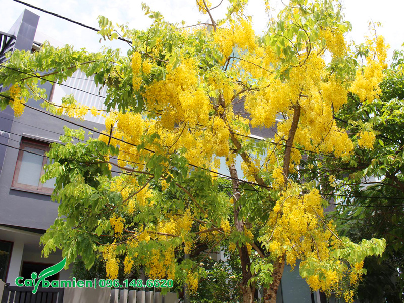 Khoảng cách trồng cây muồng hoàng yến trước nhà an toàn