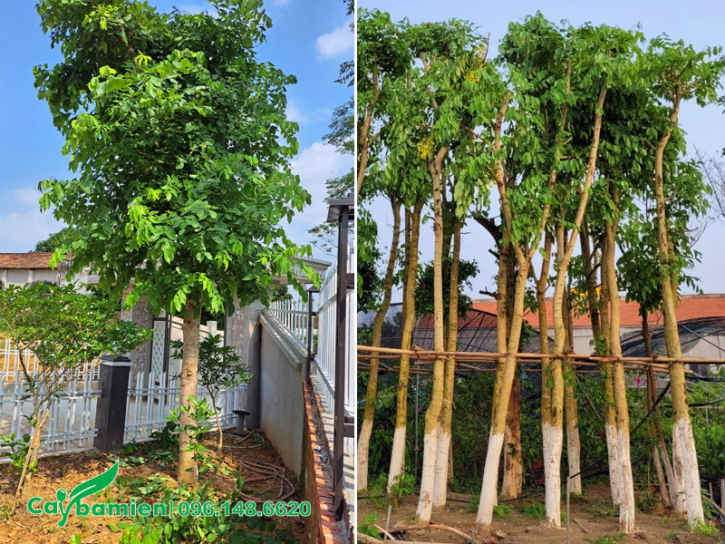 Quét vôi thân cây để phòng trừ sâu bệnh cho cây muồng hoàng yến