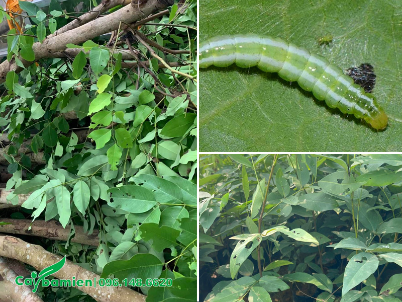 Sâu bệnh trên cây muồng hoàng yến thường gặp nhất