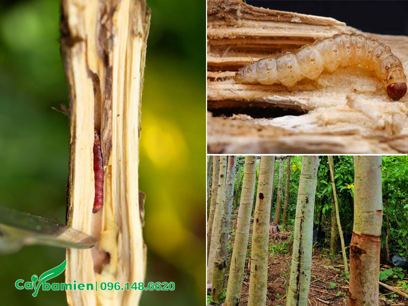 Dấu hiệu nhận biết sâu đục thân trên thân cành