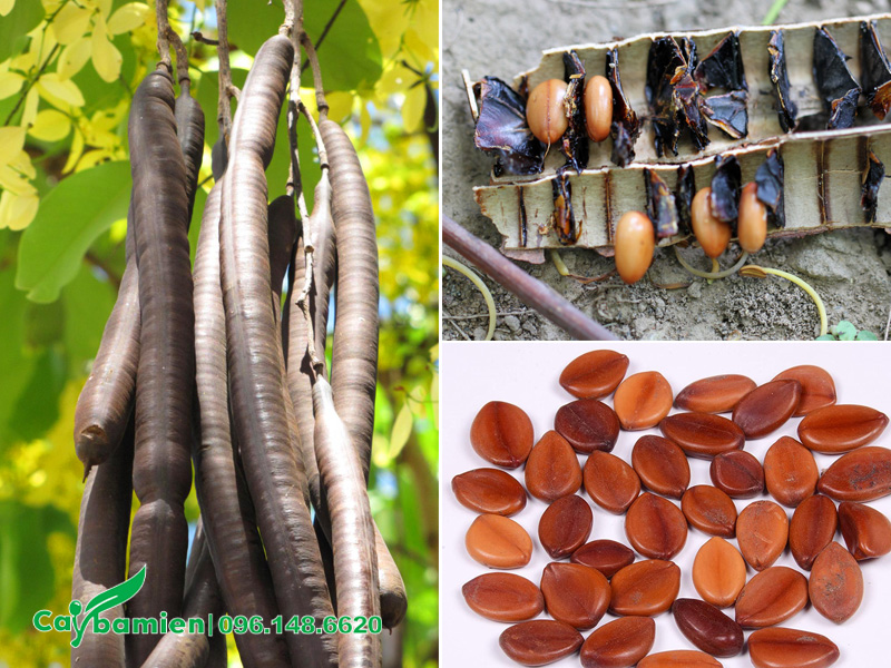 Thu hoạch quả để lấy hạt giống cây muồng hoàng yến