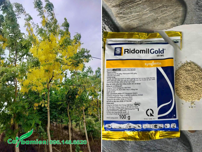 Phun thuốc trị nấm cho cây muồng hoàng yến công trình