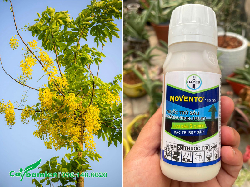 Cách xử lý sâu bệnh trên cây muồng hoàng yến hoa vàng