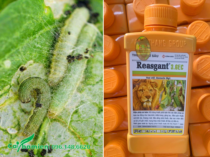 Phun thuốc trị sâu đục thân cho cây Muồng Hoàng Yến hoa vàng