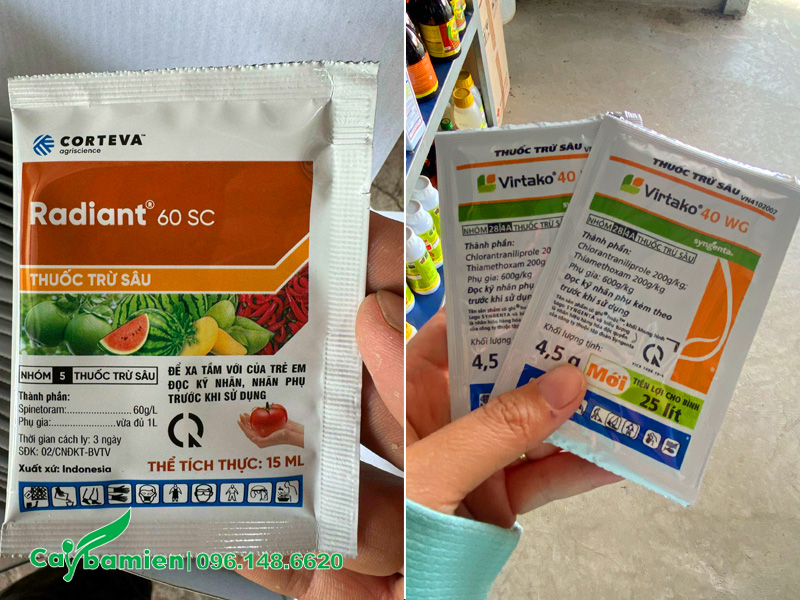 Các loại thuốc đặc trị sâu đục thân cho cây công trình, cây bóng mát